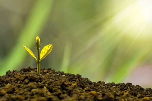 foto de pequeña planta verde naciendo en tierra marrón iluminada por luz natural desde la esquina superior derecha. Simboliza el desarrollo agrícola
