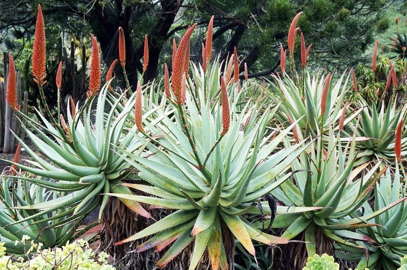 foto de plantas de aloe vera, representando el desarrollo agrícola en canarias. Varias plantas verde claro, con sus flores rojas